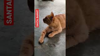 IMUT LAGI SANTAI #shorts #kucing #kucingimut #kucinglucu #kucingkampung #cats #viral #istanalokajaya