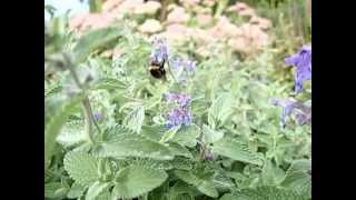 Humla slow motion (Bombus hortorum)