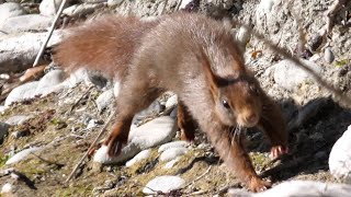 Scoiattolo cerca sale - Squirrel looks for salt (Sciurus vulgaris)