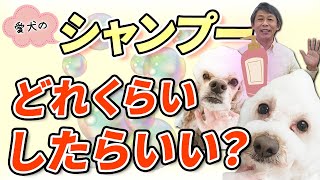 愛犬のシャンプーはどれくらいするのが良いの？犬のシャンプー頻度について