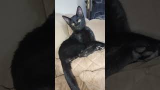 Black cat might be good luck for us#funny#black #cat#viral