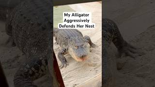 My Alligator Aggressively Defends Her Nest😱🐊#shorts #alligator