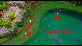 MY HUGE POND GETS 3 NEW RARE FISH!!!