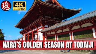 NARA PARK BEAUTIFUL AUTUMN WALK | Todaiji Temple | Virtual Walk JAPAN 4K