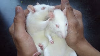 male or female difference in white rats