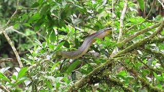 Rufous Motmot |  Baryphthengus martii | Pájaro Bobo