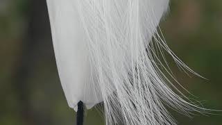 Great Egret in the breeze at Gatorland