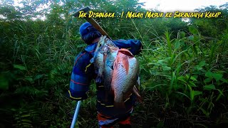 REJEKI NOMPLOK!! MANCING DI SUNGAI SAAT YANG TEPAT DAPAT KAKAP PUTIH BESAR DAN MANGROVE JACK BESAR