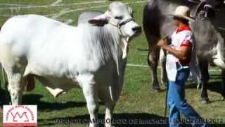 EXPOZEBU 2012  - GRANDE DE MACHOS DA RAÇA BRAHMAN