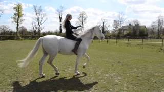 Mia Lykke Nielsen visits Lomond Stallions in England and trains horses