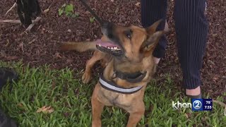 Meet the K9s of the Hawaii County Police Department