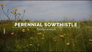 Perennial Sowthistle