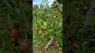 Apple orchard 🍎 🍏 🍎  NewZealand Auckland #shorts #reels #naturephotography #newzealand