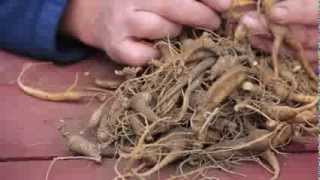 What is Ginseng?