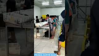 PROSES SORTIR IKAN KEMBUNG BANJAR