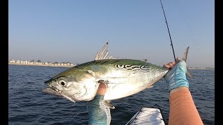 Surf Launching for Jersey False Albacore