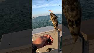 PUFFER FISH!! #fishing # #surfishing #beach #pompano #flounder #nature #howto #outdoors