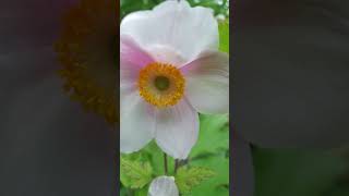 Blüte der Herbstanemone (Anemone hupehensis)