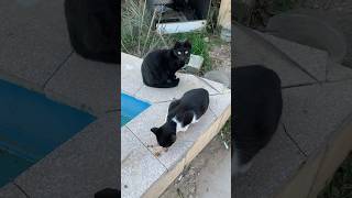 Feeding nice homeless cats on Konyalty today #konyaalti #antalya #feedcat