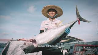 Dari Nelayan Manado ke Meja Makan di Tokyo: Kisah Seafood Segar yang Mengudara!