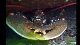 Galicia Calidade - Buceo en la ría de Pontevedra