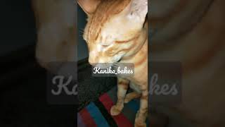 baithe baithe nind aa rhi hai lalle ko #shorts #ytshorts #cat