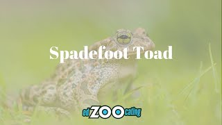 Couch's Spadefoot Toad | Amazing Desert Adaptations | EdZOOcating Adventures