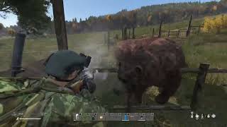 DayZ--How to hunt bears