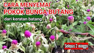 CARA MENYEMAI BUNGA BUTANG | dari keratan batang (cutting)