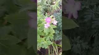 Красивая клумба 🌸