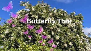 Butterfly Tree @exploringisfun6151