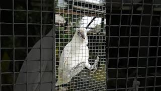 Cute 🤩💖 Cockatoo Stunt 🤣💛💖🧡💜💙💚💖💛❤👌👍🤩, cute birds, cute and funny animals #cute #subscribe #shorts