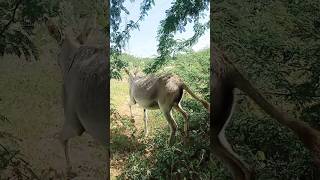 #donkey #femaile #in #jungle #youtubeshorts #shorts