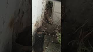 Huge Rat Coming Out Of Unused Pipe by Service Pest Control www.servicepestcontrol.co.uk