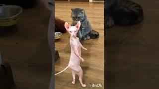 cute dogs and cats doing funny things #shorts  #dog