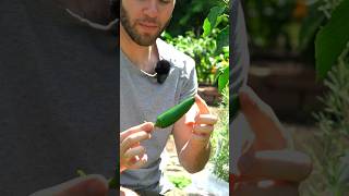 How To Grow Jalapeño Peppers #gardening #gardeningtips #vegetablegarden