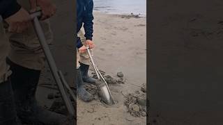 Easy harvesting Razor clam #shortvideo #food #seafood #oregon #fyp #tiktok #reels #pnw #outdoors