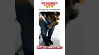 Cachorro tampando a boca 😄🐕 #luke5curiosidades#shortvideos#humor