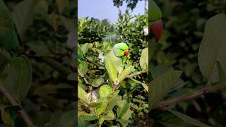 টিয়া পেয়ারা খাওয়ার জন্য বসে আছে #bird_likes #birdsloverbasirhat #indianbird #viralvideo #birds