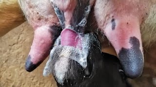 An amazing look at a calf sucking its mother