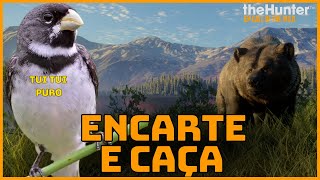 CORTES DA LIVE - COLEIRO TUI TUI PURO  - CAÇANDO URSO no THE HUNTER!