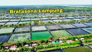 Tambak Udang Bratasena Lampung | Drone view