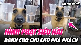 Chú chó PHÁ PHÁCH bị chủ phạt liền trưng ra bộ mặt đáng thương vô số tội | Cột Sống Gen Z