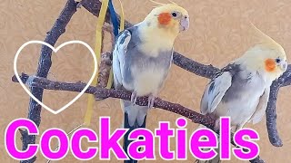 Cockatiel's #cockatiel #funnyparrot #cutebirds #cockatiellover #CockatielLover #Корелла #КореллаПоет