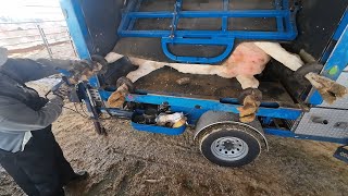 Hoof Trimming & Filling Hay Box