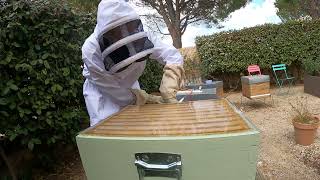 Visite abeilles ruche 2 du 31/03/2022