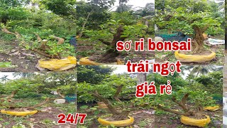 Sơ Ri Bonsai trái ngọt giá rẻ "0979309131" Cây Kiểng Quốc Cung