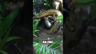 SEREM‼️ANACONDA GAGAL MEMAKAN MANGSANYA KARNA SEEKOR ANJING⁉️ #anaconda  #shorts #360 #kakjeff