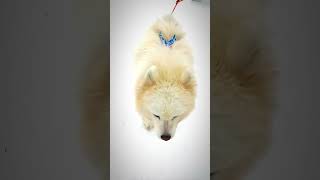 ♥  #dog #shortsvideo #slowed #husky