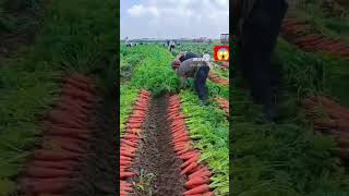 🥕🥕🌱#farming #vegestables #satisfying #gardening #youtubeshorts 🥕🌱😱